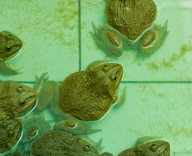 istock Frog in the Farms 511846489
