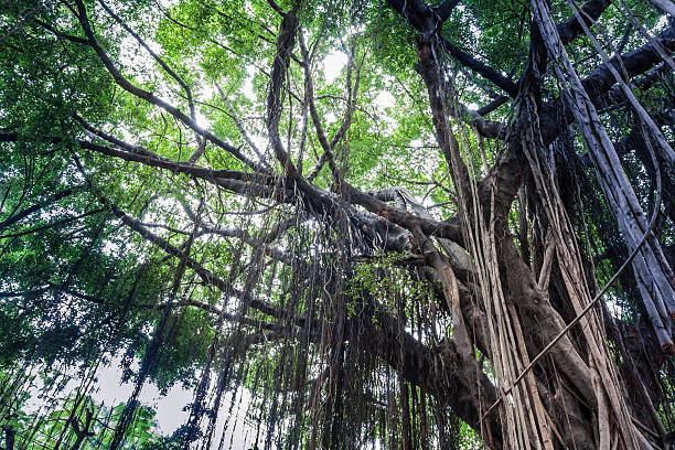 istock Branch of a banyan tree 511847709