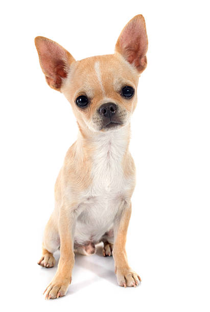 istock puppy chihuahua 511849389