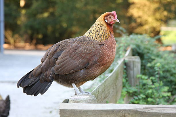 istock Dutch chicken on a fence 511849444