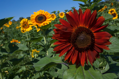 Yellow and dark red sunflowers against blue sky in Haymarket, Virginia