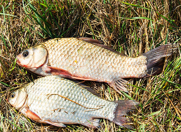 Fish on the grass stock photo