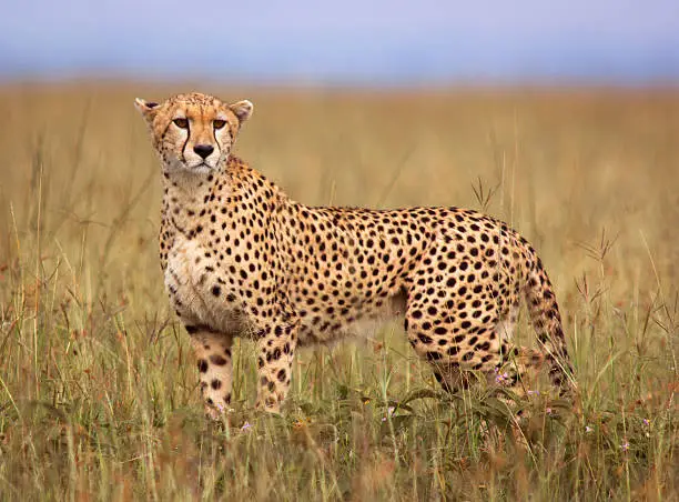 Cheetah in open savannah - Masai Mara, Kenya