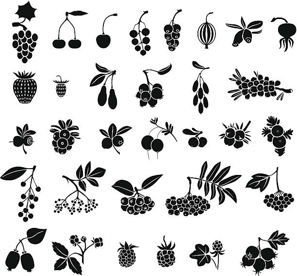 베리류 설정 - gooseberry bush fruit food stock illustrations