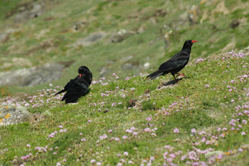 Two red-billed choughs, one preening and one climbing a hill amongst the grass and thrift in Skomer, Wales