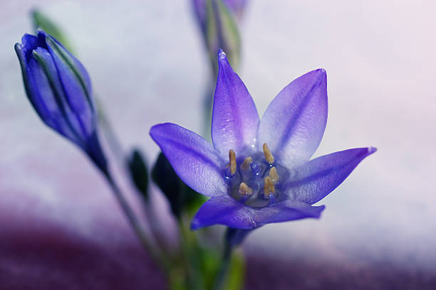 istock Artistic Macro Purple Brodiaea Triteleia Queen Fabiola 511851747