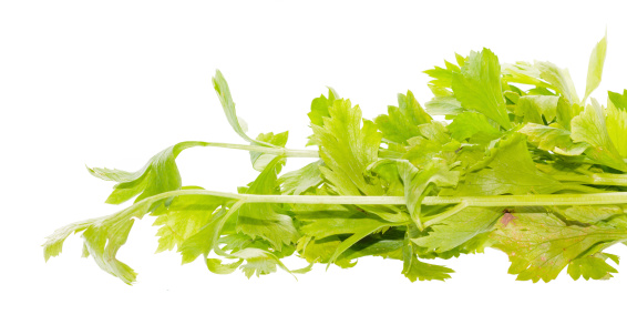 fresh green Celery vegetable isolated on White Background