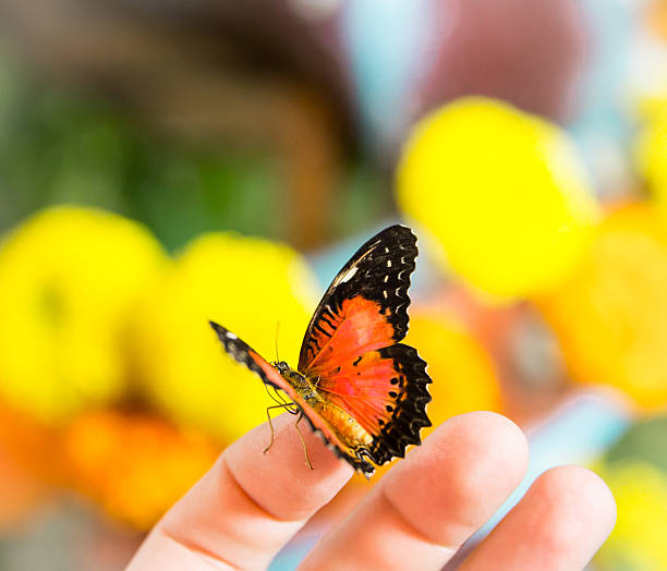 istock The color butterfly sits on a finger 511853284