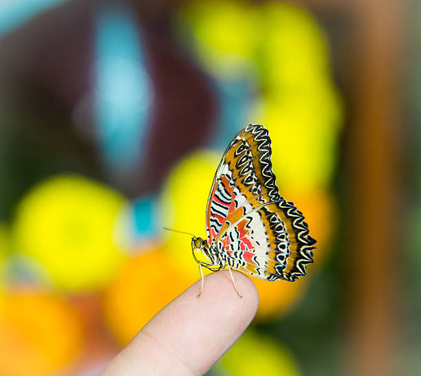 istock The color butterfly sits on a finger 511853692