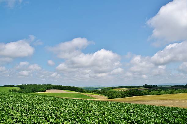 Biei beautiful Patchwork Road in hokkaido stock photo