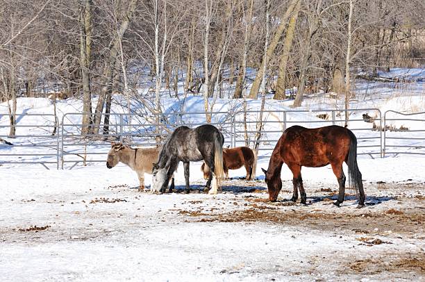 istock Horses, Pony, and Burro 511853994
