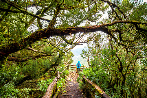 Evergreen forest in Garajonay national park with female tourist in blue jacket standing on the viewpoint terrace on La Gomera island in Spain