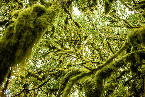 Close-up view on evergreen forest in Garajonay national park on La Gomera island in Spain