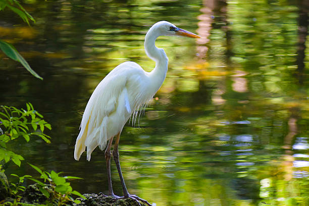 great white heron - standing water pond bird nature stock-fotos und bilder