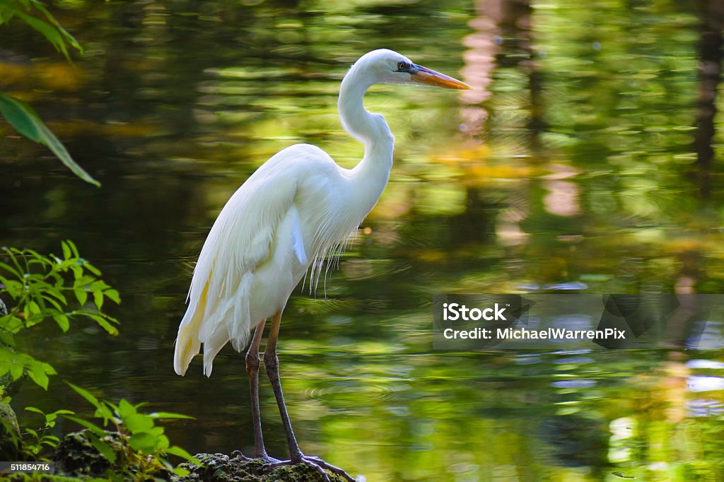 Great White Heron A great white heron at Homosassa Springs, Florida. Egret Stock Photo
