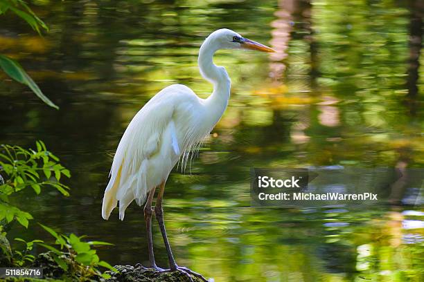 Great White Heron Stock Photo - Download Image Now - Egret, Florida - US State, Heron