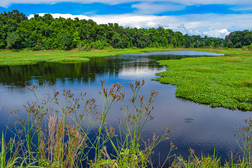 Pond, forest and lush foliage at Paynes Prairie State Park in Alachua County, Florida near Gainesville.