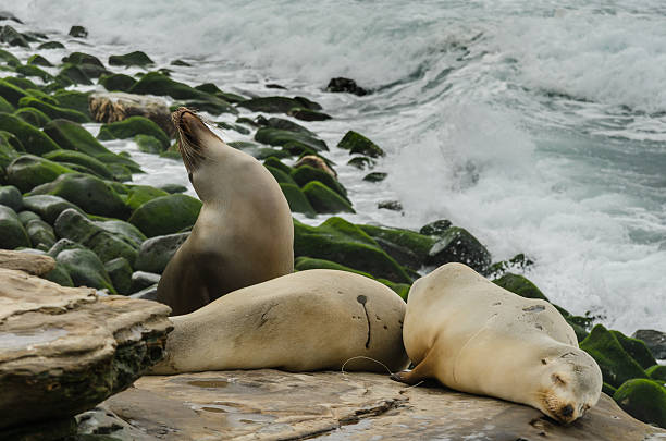 istock Medium Shot of Sea Lions Sleeping On Rocks 511854824