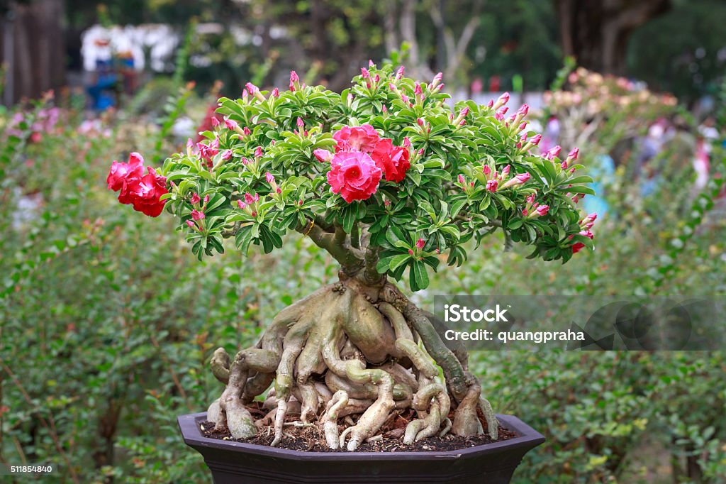 Adenium Obesum Árbol O Desierto Rosas En Flor Bote Foto de stock y más  banco de imágenes de Adenium Obesum - iStock