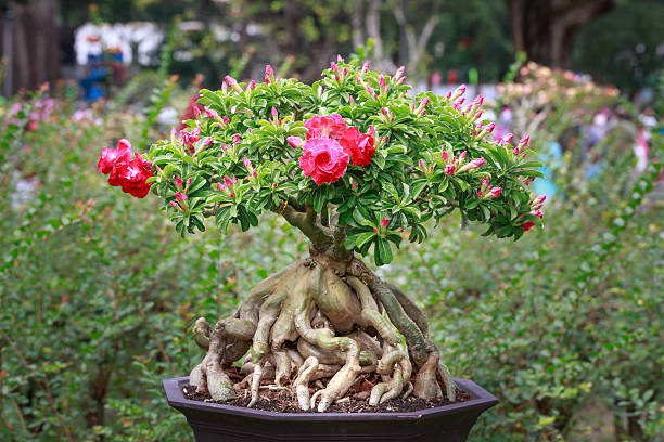 Adenium obesum tree or desert rose in flower pot. Hochiminh City, Vietnam - February 04, 2016 - Adenium obesum Desert Rose,Impala Lily flower pot on display in the flower festival on the occasion of the Lunar New Year in TaoDan Park at HoChiMinh city, Vietnam adenium obesum stock pictures, royalty-free photos & images