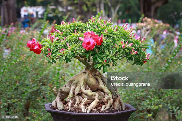 Adenium Obesum Tree Or Desert Rose In Flower Pot Stock Photo - Download Image Now - Adenium Obesum, Adenium, Africa