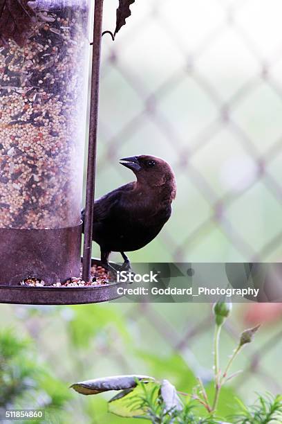 Canada Starling Stock Photo - Download Image Now - Bird, Bird Feeder, Canada