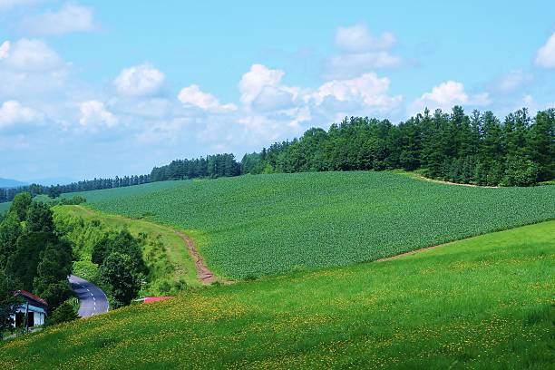 istock Biei beautiful Patchwork Road in hokkaido 511855132