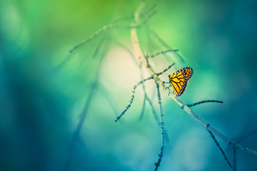 A monarch butterfly with orange and black wings perched on a tree branch. Soft and dreamy bokeh background.