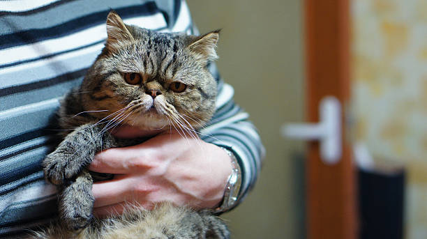 istock Serious cat on the hands of men 511858898