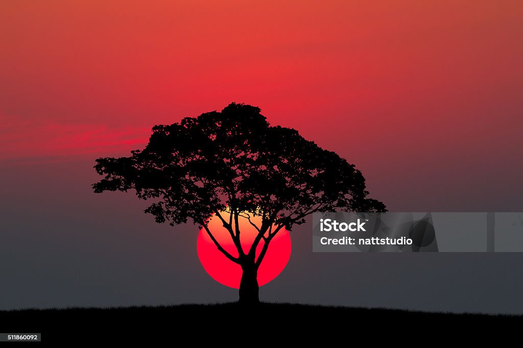 Silueta de un árbol y prado con puesta de sol - Foto de stock de Naturaleza libre de derechos