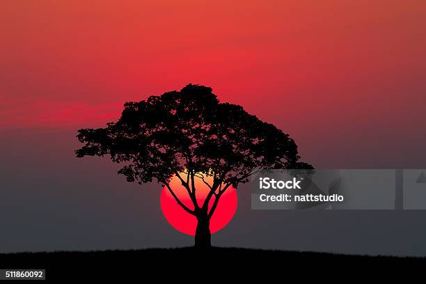 Silueta De Un Árbol Y Prado Con Puesta De Sol Foto de stock y más banco de imágenes de Naturaleza - Naturaleza, Belleza de la naturaleza, Rojo