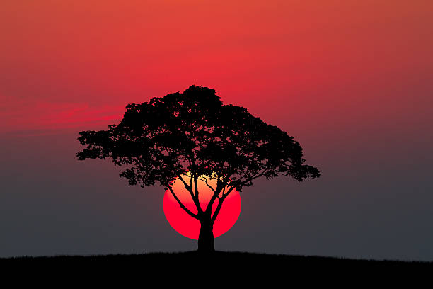 Silhouette of a tree and meadow with sunset