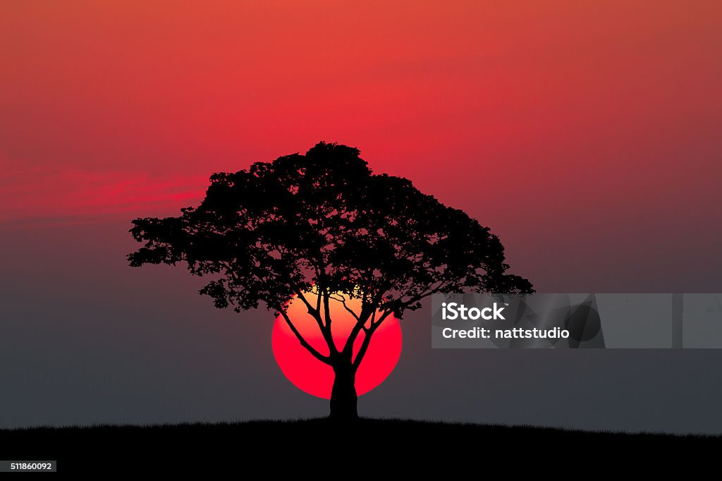 Silhouette of a tree and meadow with sunset Beauty In Nature Stock Photo