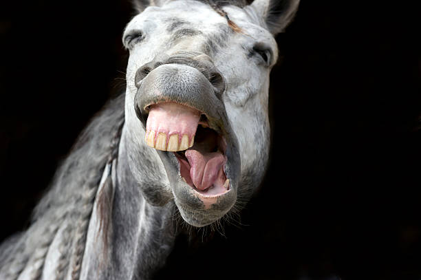 funny animals - gekke paarden stockfoto's en -beelden