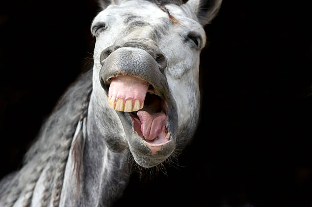 Funny Animals Stock Photo - Download Image Now - Horse, Humor, Bizarre - iStock Funny Animals Stock Photo - Download Image Now - Horse, Humor, Bizarre - iStock