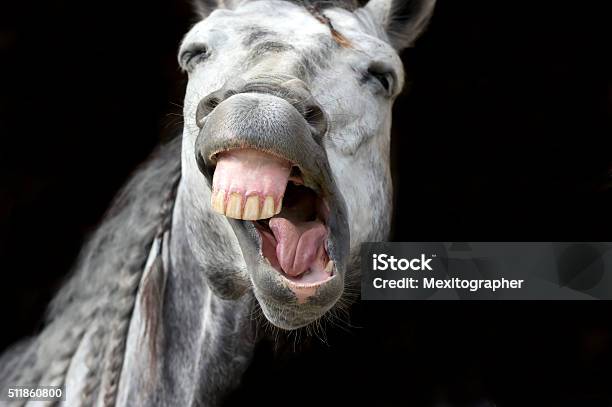 Funny Animals Stock Photo - Download Image Now - Horse, Humor, Bizarre -  iStock