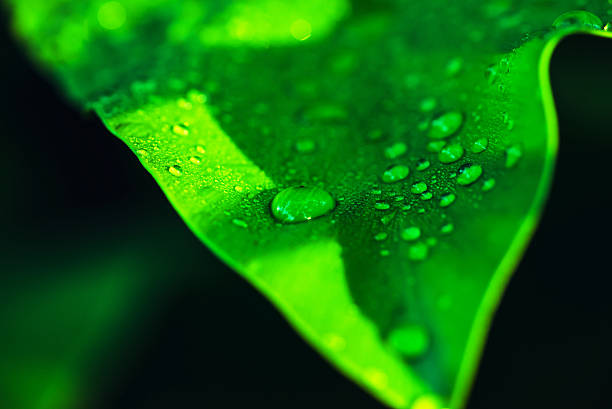 istock Leaves with drops of water background - stock image 511861074