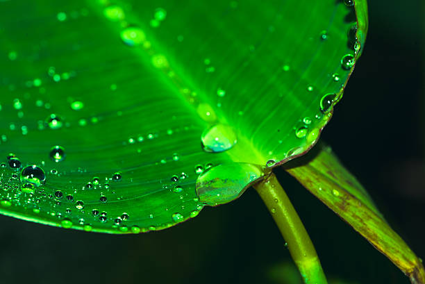 istock Leaves with drops of water background - stock image 511861368