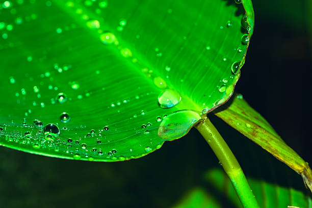 istock Leaves with drops of water background - stock image 511861452