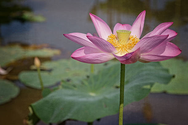 istock Pink Lotus Water Lily 511861754