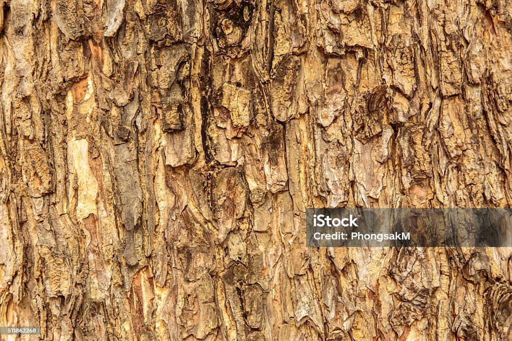 Tree Surface Tree Bark Surface Texture Stock Photo - Download Image Now - Abstract ...