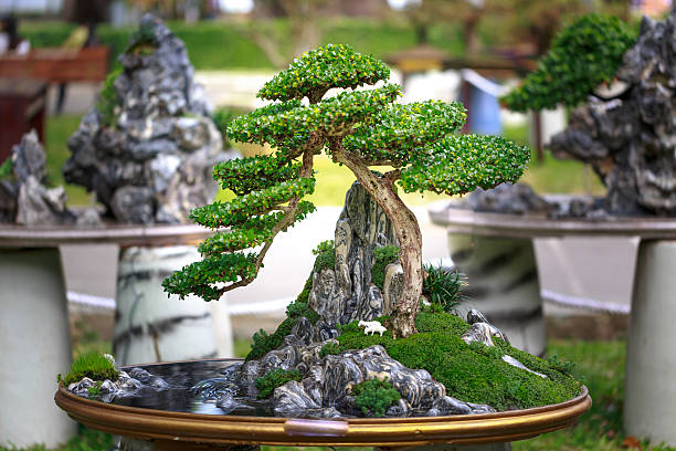 Hochiminh City, Vietnam - February 04, 2016 - bonsai tree pot on display in the flower festival on the occasion of the Lunar New Year in TaoDan Park at HoChiMinh city, Vietnam