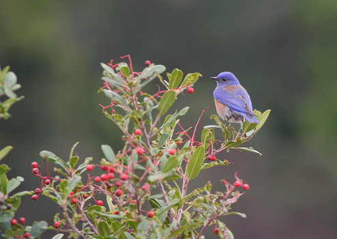 This is an image of a male Western Bluebird perched on a Toyon bush.