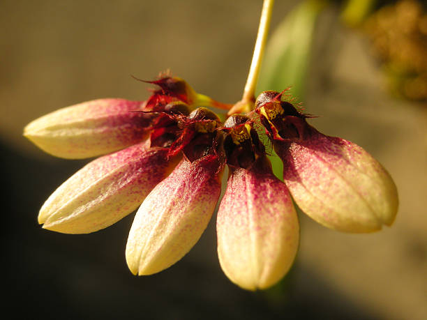 bulbophyllum flabellum - flabellum stock-fotos und bilder