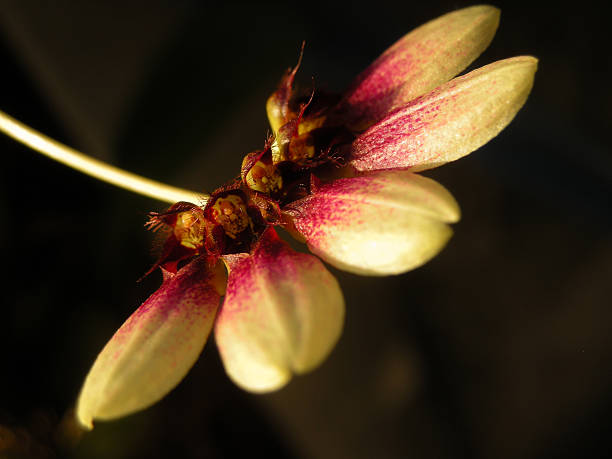 bulbophyllum flabellum - flabellum stock-fotos und bilder