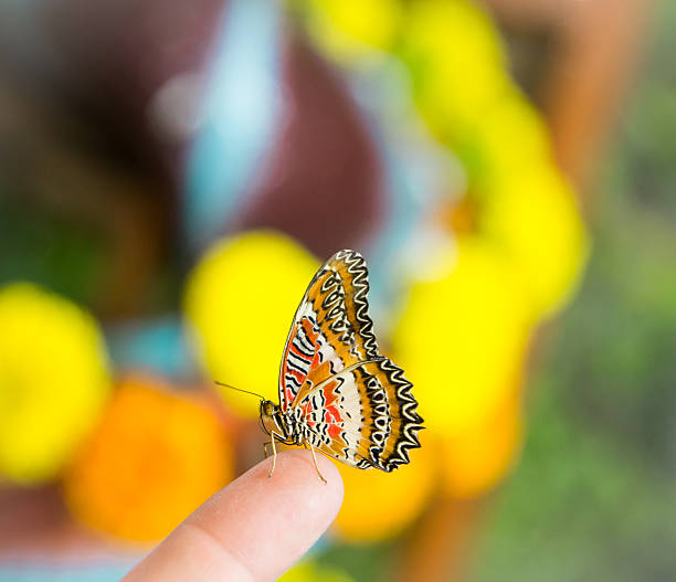 istock Color butterfly sits on a finger 511864218