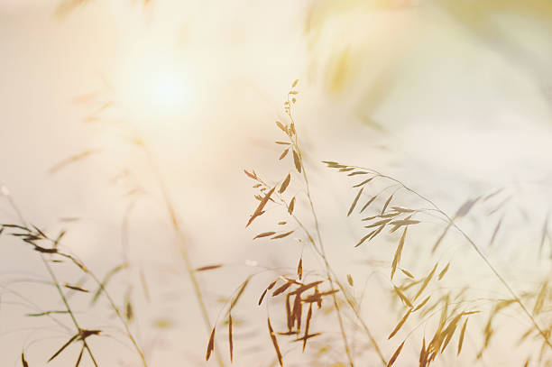 istock Wild grasses in a field at sunset. 511864742