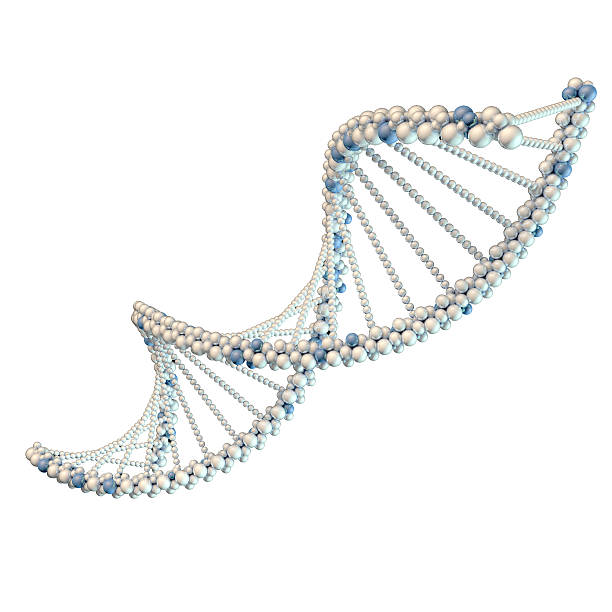 illustration weißen dna-kette - dna helix helix model evolution stock-fotos und bilder