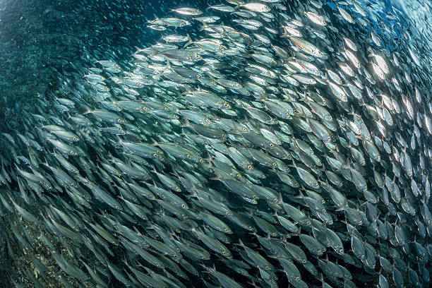 istock sardine school of fish underwater 511865956