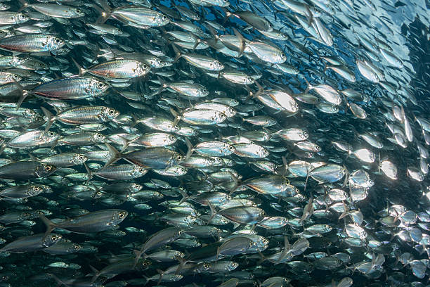 istock sardine school of fish underwater 511866022